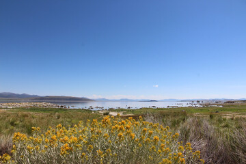Serene Lakeside View with Wildflowers Under Clear Blue Sky