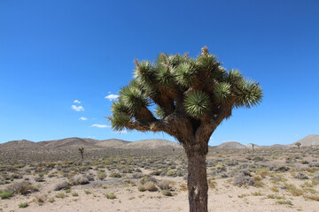 Serene Joshua Tree in Sunny Desert Landscape