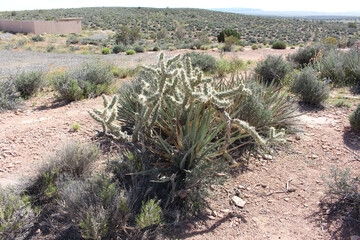 Desert Landscape with Prickly Cactus and Sparse Vegetation