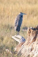 Great blue heron perched on a log