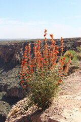 Blooming Orange Wildflowers on a Cliff with Scenic Canyon View
