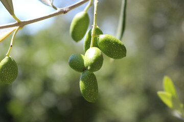Close-Up Photograph of Green Olives on Tree Branch