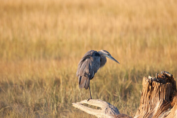 Great blue heron perched on a log