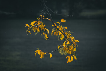 a pile of yellow leaves on a dark background 