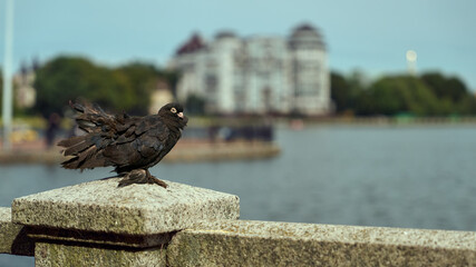 Obraz premium A curious pigeon perched on a railing, with the iconic buildings of Kaliningrad's Upper Pond in the background.