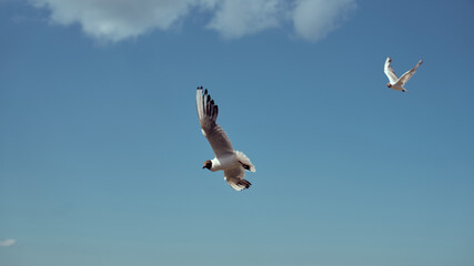 Two seagulls soar through a bright blue sky, their wings outstretched as they glide effortlessly.