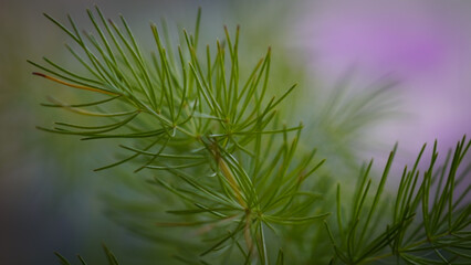 Nature at home © Daro