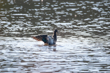 Mallard shaking out her wings in a pong