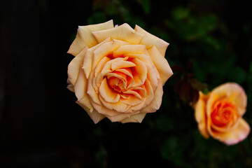Closeup Shot Of Peach Colored Rose Flower