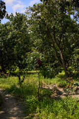 Fototapeta premium trees in the park