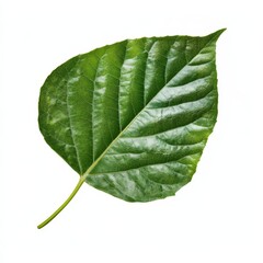 Obraz premium A vibrant green leaf showcasing detailed textures and veins, symbolizing nature and life.