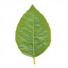 Obraz premium A single green leaf with a textured surface, showcasing its intricate veins and natural symmetry against a white background.