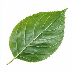 Obraz premium A single green leaf, showcasing its texture and vivid color, set against a white background, highlighting natural beauty and simplicity.
