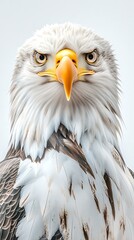 Obraz premium Majestic Realistic Bald Eagle Portrait