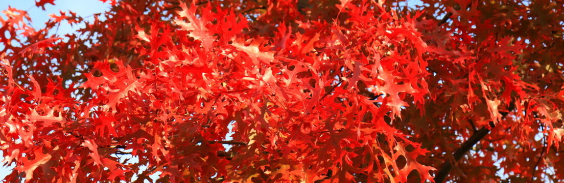 Red oak, autumn tree with red, burgundy, orange, leaves, autumn landscape. Red oak in leaf fall. Calendar, postcard of the seasons, wallpaper