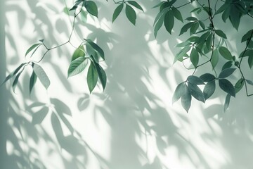Abstract silhouette shadow of tropical leaves on white background.