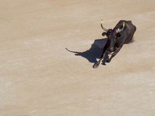Bull in the old amphitheatre in Arles, France. The roman amphitheatre here is still used for the...