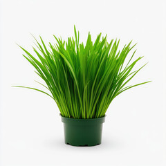 Lush green grass in a pot, ideal for decoration, isolated on a white background.