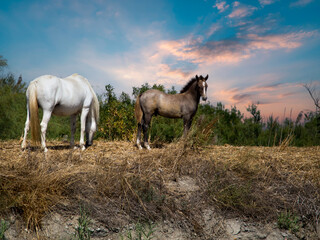 Wild Camargue horse around the town of Aigues Mortes, France