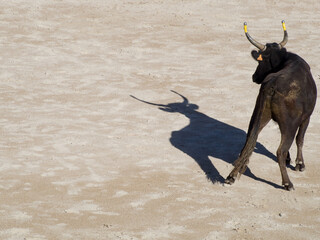 Bull in the old amphitheatre in Arles, France. The roman amphitheatre here is still used for the...
