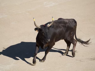  Bull in the old amphitheatre in Arles, France. The roman amphitheatre here is still used for the Course camarguaise, the French version of bullfighting © Catalin