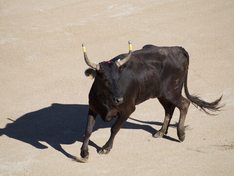 Bull in the old amphitheatre in Arles, France. The roman amphitheatre here is still used for the Course camarguaise, the French version of bullfighting
