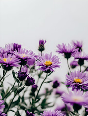 Obraz premium A vibrant display of purple flowers against a neutral background, highlighting nature's beauty.