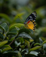 yellow butterfly on leaf