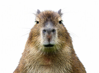 Frontal close-up view of a young Capybara (Hydrochoerus hydrochaeris), isolated on white background