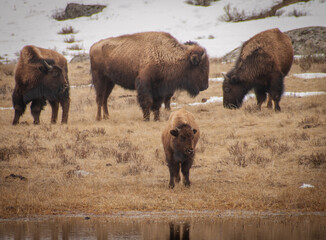 bison in park national park