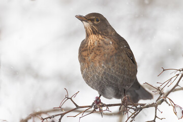 female Eurasian Blackbird (Turdus merula) in hawthorn bush in winter
