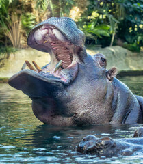 Close-up view of a roaring Hippopotamus (Hippopotamus amphibius)