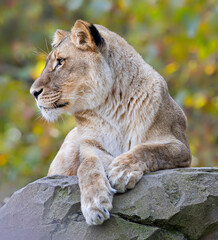 Side close-up view of a female lion (Panthera leo)