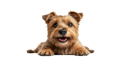 Small brown dog is laying on a white background