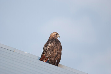 Juvenile Red Tailed Hawk spotting from rooftop