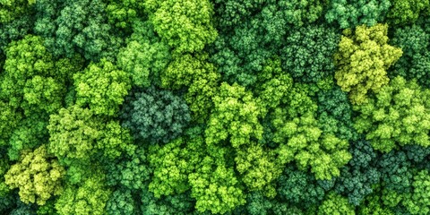 A Lush Forest Canopy