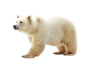 Fototapeta premium Polar bear is walking on a white background