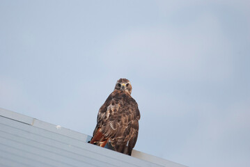 Juvenile Red Tailed Hawk spotting from rooftop