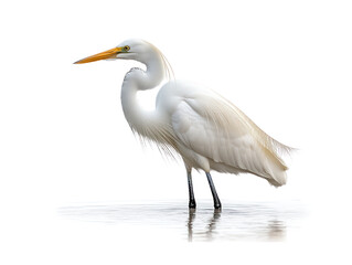 White bird with a yellow beak stands in a body of water