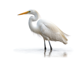 White bird with a yellow beak stands in a body of water