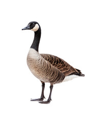 Large goose stands on a white background