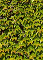 Parthenocissus tricuspidata known as Boston ivy, grape ivy, and Japanese ivy, and also as Japanese...