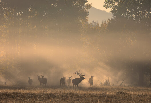 Rutting Herd of Elk at Sunrise in Grand Teton National Park Wyoming