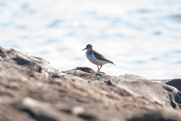 Spotted sandpiper standing on a rock by the ocean