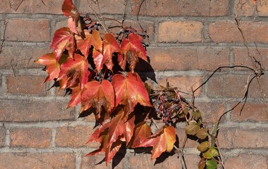 Parthenocissus tricuspidata known as Boston ivy, grape ivy, and Japanese ivy, and also as Japanese creeper