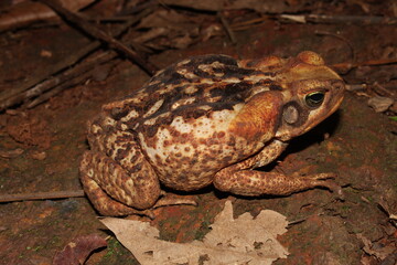 A cane toad (Rhinella diptycha)in the Brazilian cerrado.