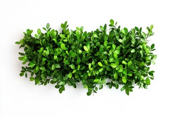 Obraz premium Lone boxwood leaves adrift on a pale background