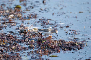 Semipalmated Sandpiper foraging in among seaweed