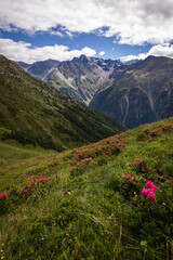 Obraz premium Alpenrosenblüte am Giggijoch in den Ötztaler Alpen mit Blick auf Gebirgspanorama im Hochformat