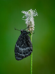 Mariposa sobre flor blanca